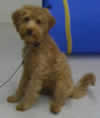 Puppy