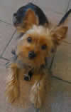 Puppy